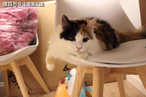 娱乐吃瓜酱三花猫,娱乐吃瓜酱的趣味生活揭秘